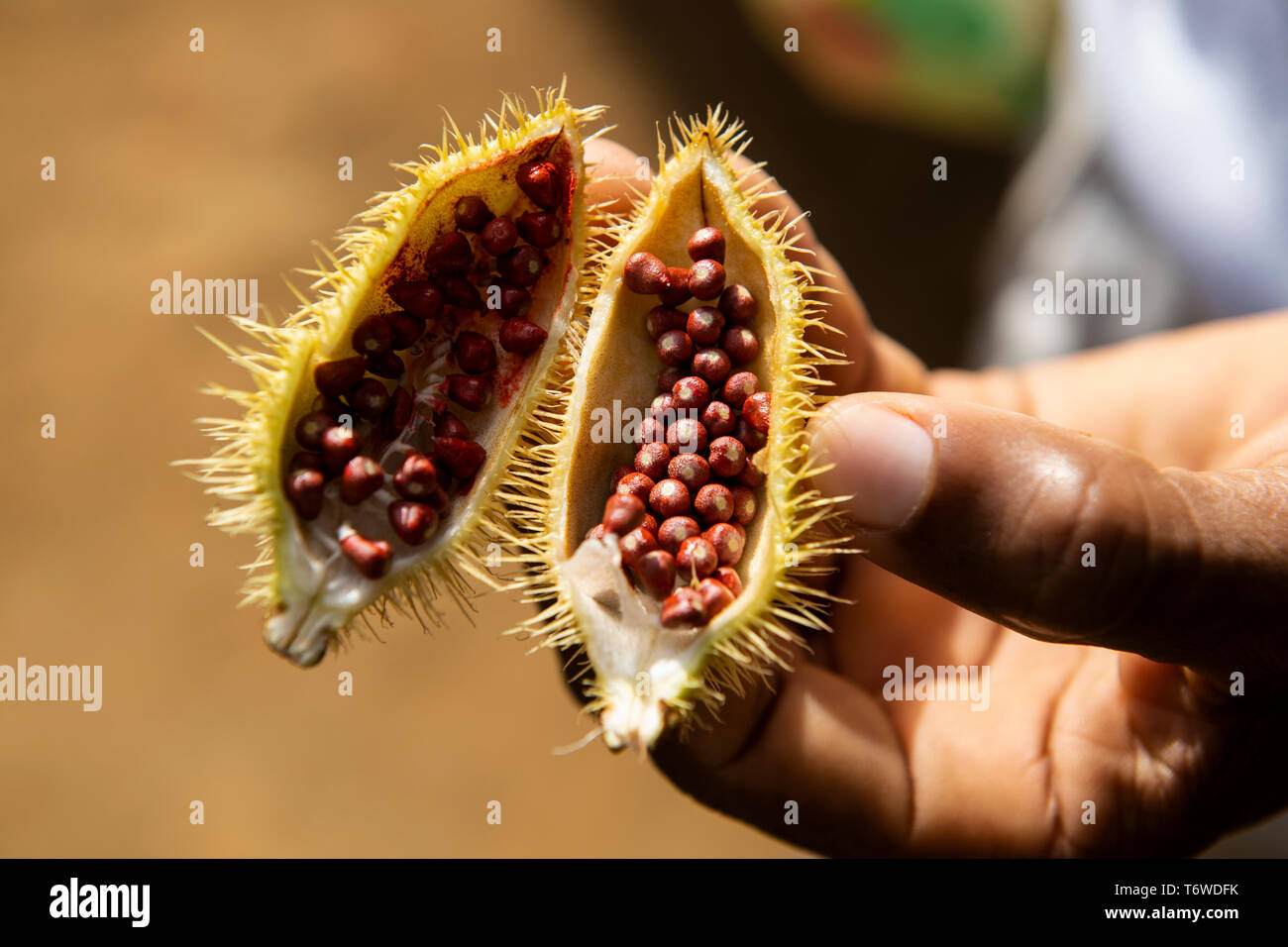 Kusuwe Kwamalasamutu, die Frucht der Pflanze (bixa Orellana), für Body Paint verwendet. Dan Dorf, Obere Suriname Fluss, Surinam Stockfoto