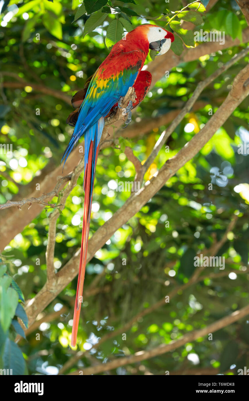 Scarlet macaw, Ara macao, Knini Paati, oberen Suriname Fluss, Surinam Stockfoto