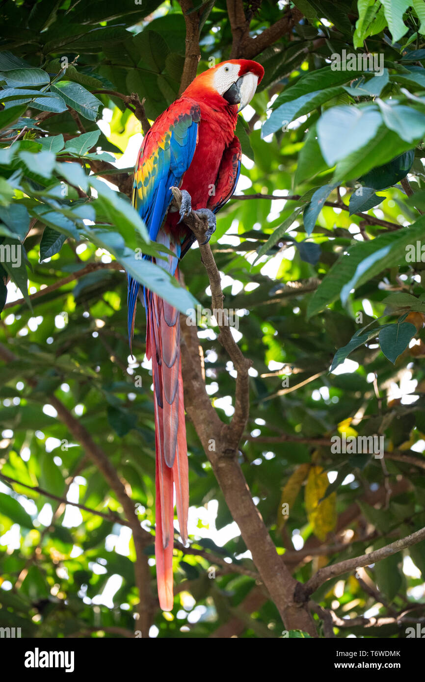 Scarlet macaw, Ara macao, Knini Paati, oberen Suriname Fluss, Surinam Stockfoto