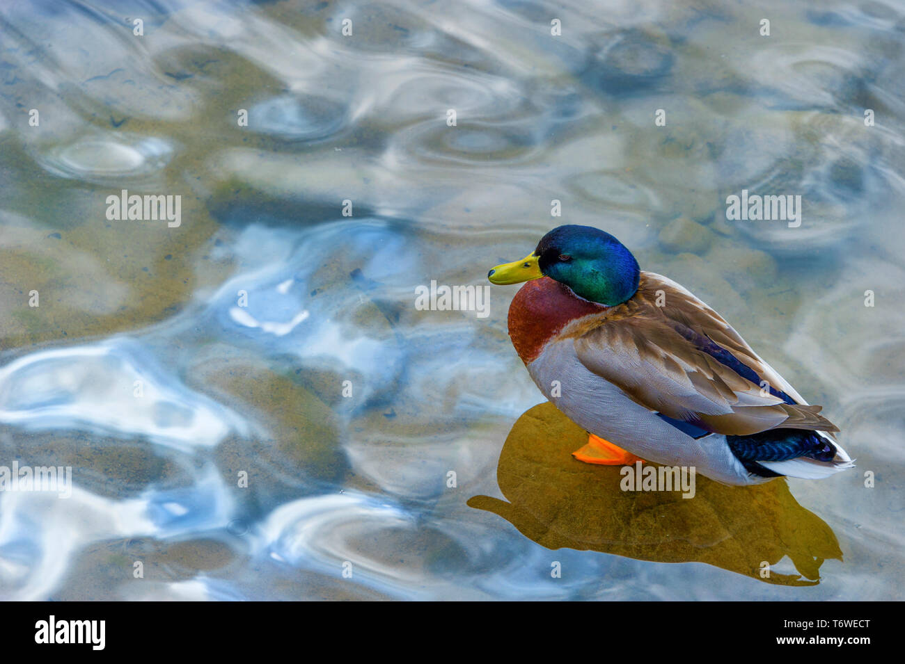 Entlang der Kante des Doe Fluss steht ein einsamer Stockente oben auf eine In-tank-Rock. Stockfoto