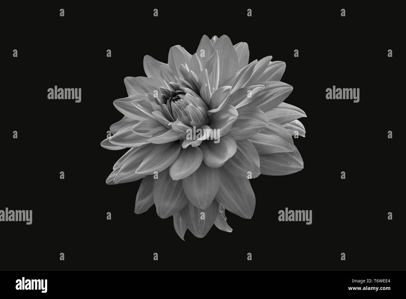 Ansicht Von Nur Dalia Blume In Schwarz Und Weiß Version Auf schwarzem Hintergrund Stockfoto