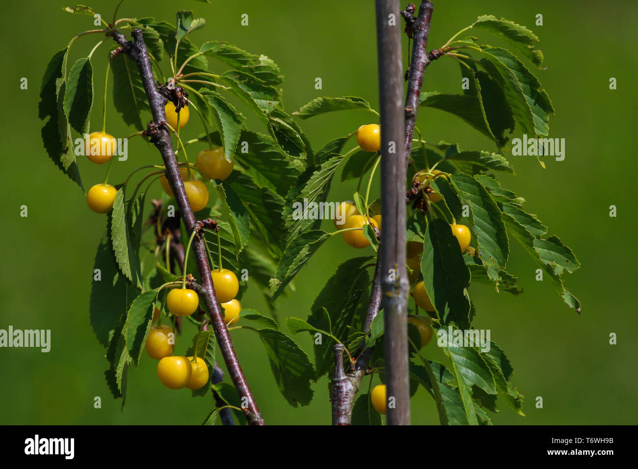 Gelbe Kirschen auf grünem Hintergrund. Stockfoto