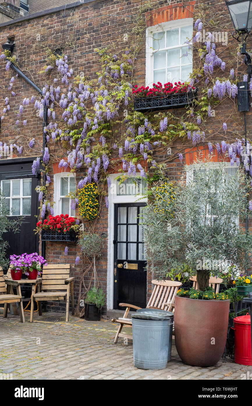 Wisteria und Blumenkästen an der Vorderseite eines Hauses in Bathurst Mews, Hyde Park, Bayswater, London, England Stockfoto