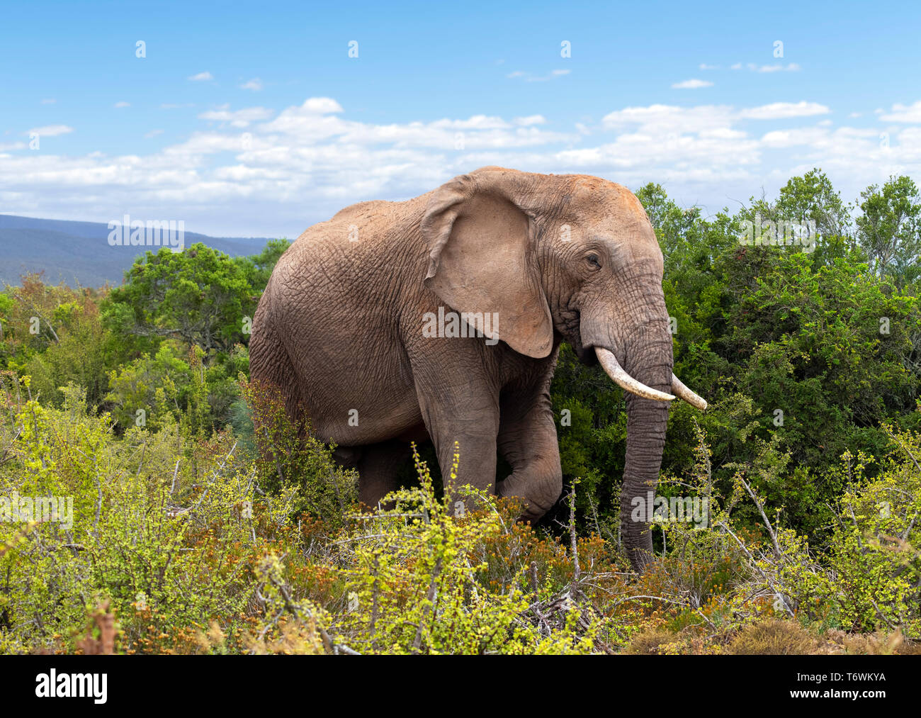 Afrikanischer Elefant (Loxodonta africana) im Addo Elephant National Park, Port Elizabeth, Eastern Cape, Südafrika Stockfoto