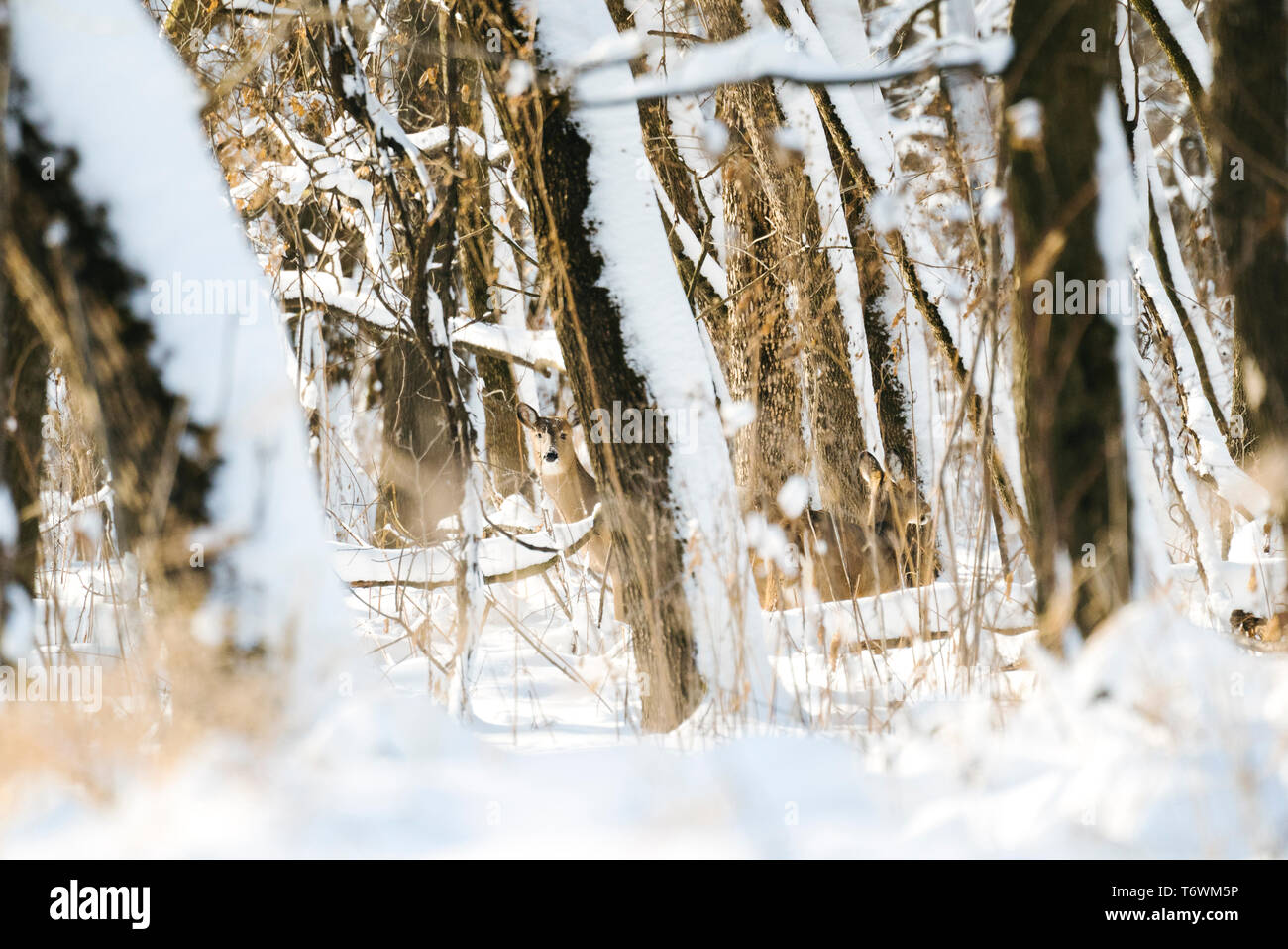 Gerade aus Sicht der Weißwedelhirsche durch den Wald Stockfoto