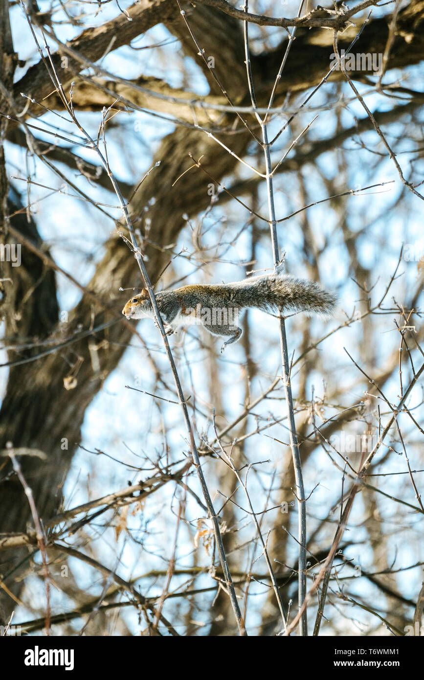 Seitliche Sicht auf ein graues Eichhörnchen Balancing zwischen zwei Zweigen Stockfoto