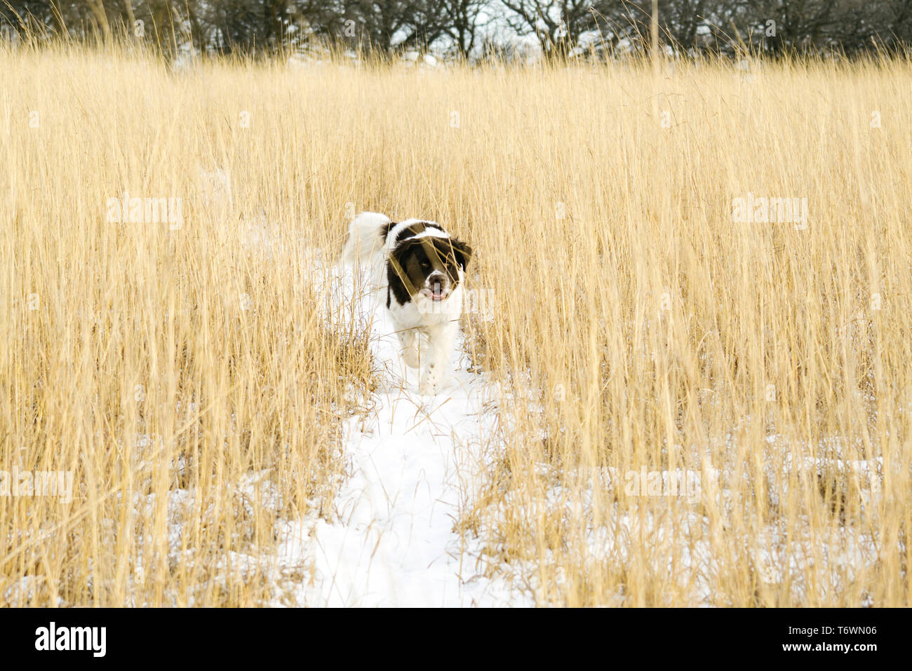 Ein Neufundländer läuft durch ein schneebedecktes Feld Stockfoto