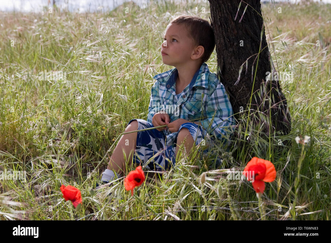 Kontemplative kleiner Junge unter dem Baum im Bereich der Mohnblumen sitzen Stockfoto