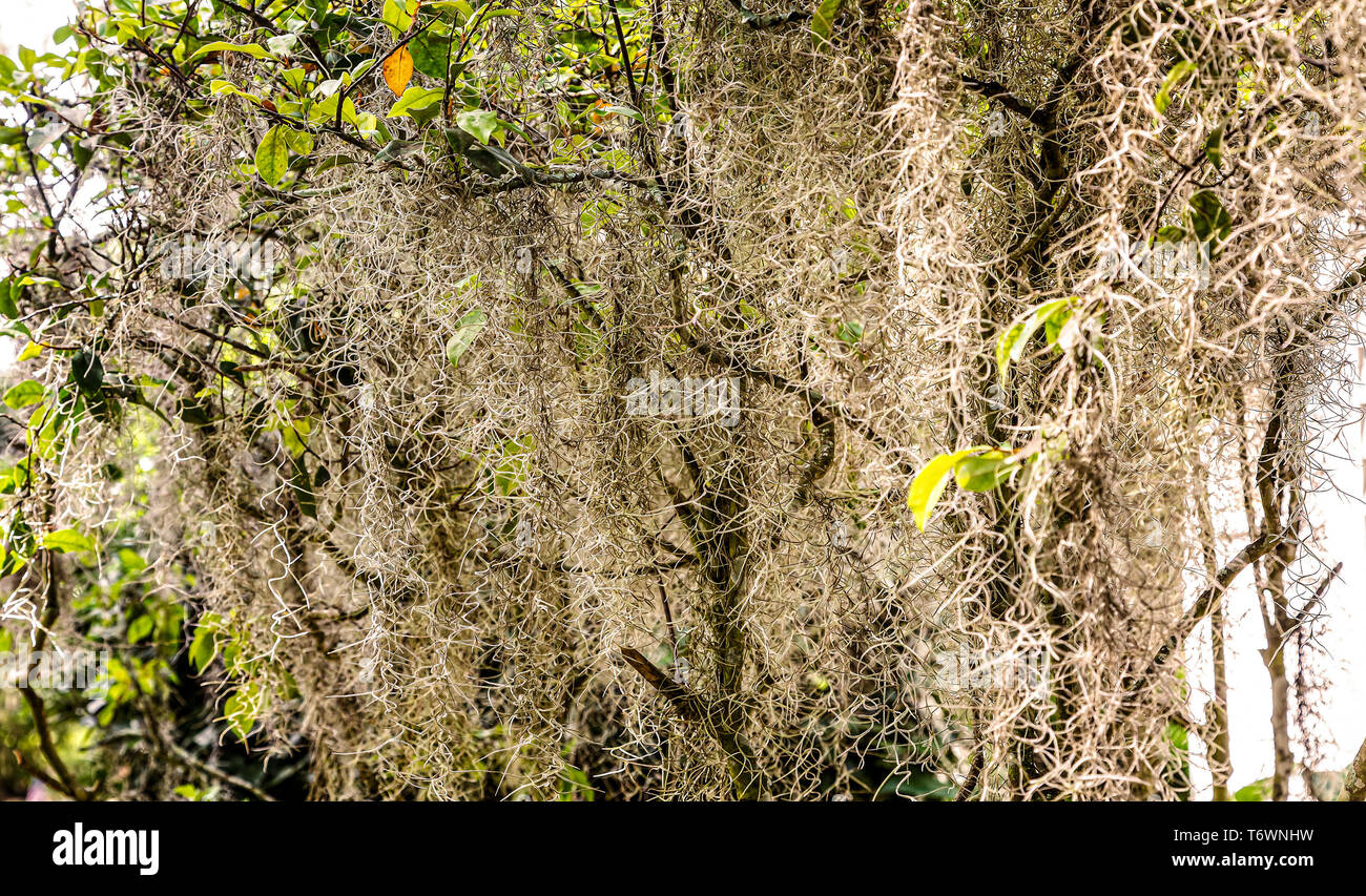 Mit spanischem Moos bedeckt Stockfoto