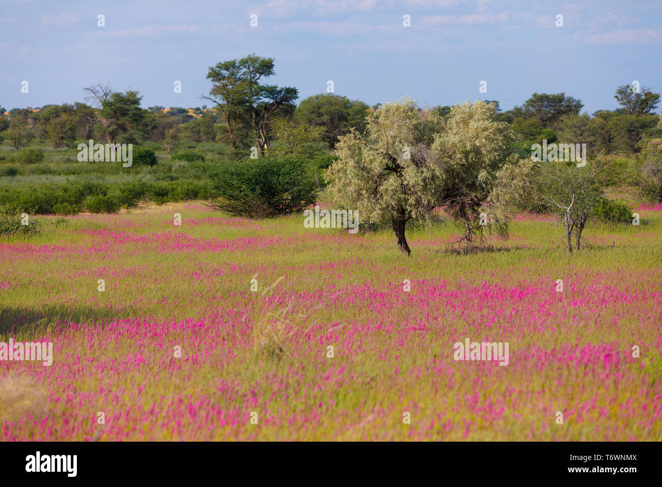 Blühende Kalahari Wüste Südafrika Wilderness Stockfoto
