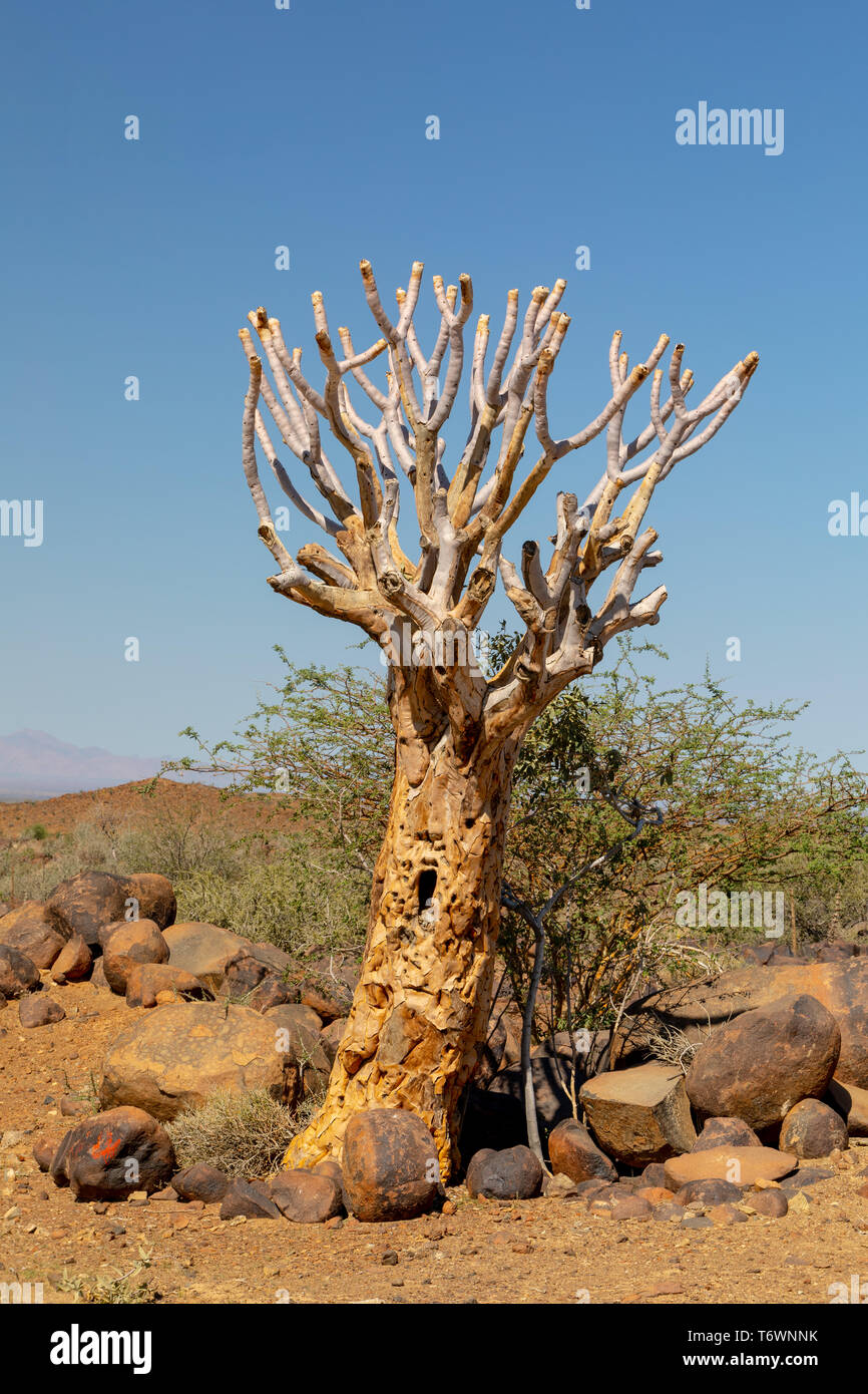 Aloidendron dichotomum, Aloe Baum, Namibia Wüste Stockfoto