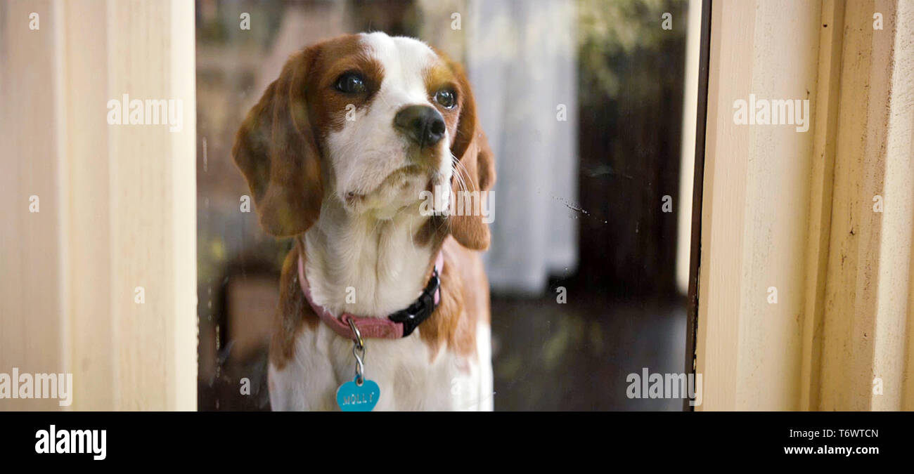 USA. Eine Szene aus dem © Universal Pictures neuer Film: Ein Hund Reise ( 2019). Plot: Ein Hund findet den Sinn seiner eigenen Existenz durch das  Leben der Menschen, die er trifft. Ref: