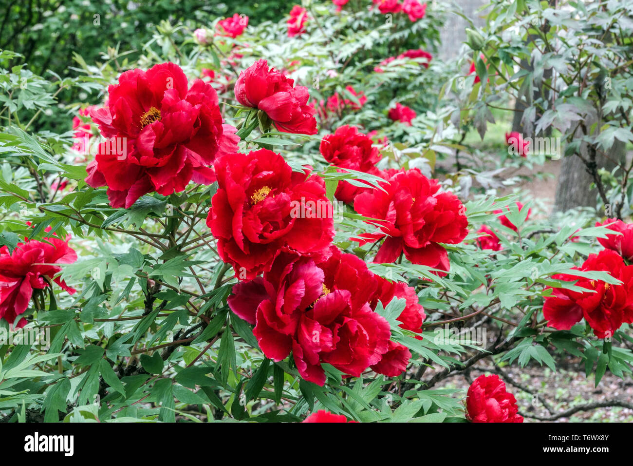 Rote Baum Pfingstrosen unter Bäumen, Paeonia suffruticosa 'Hoki' Rote Baum  Pfingstrose, Strauchpflanze im Garten, schöne Blüten winterhart im  schattigen Garten Stockfotografie - Alamy