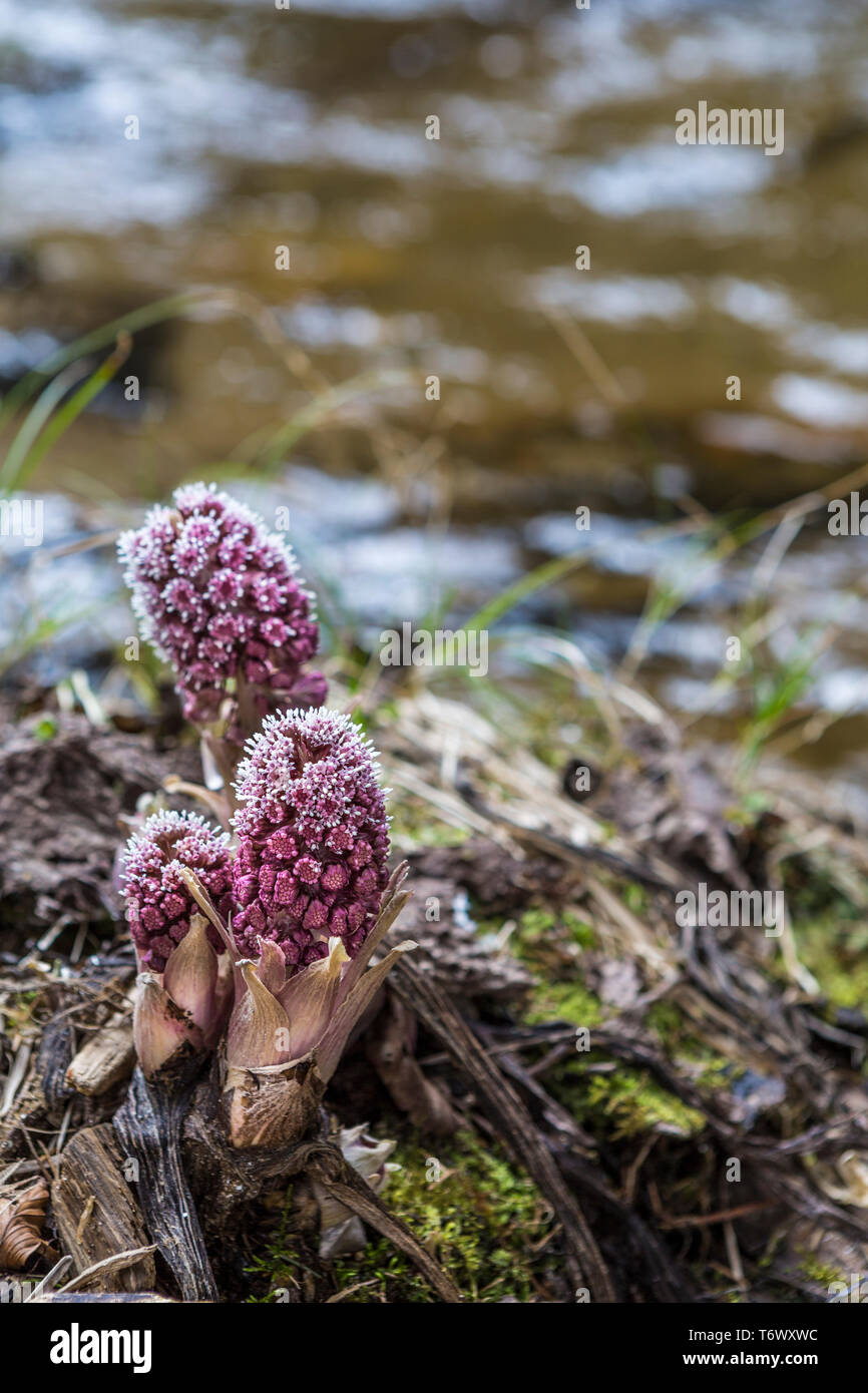 Wildblumen von einem Bach entlang der Transalpina Straße in den Karpaten in Rumänien Stockfoto