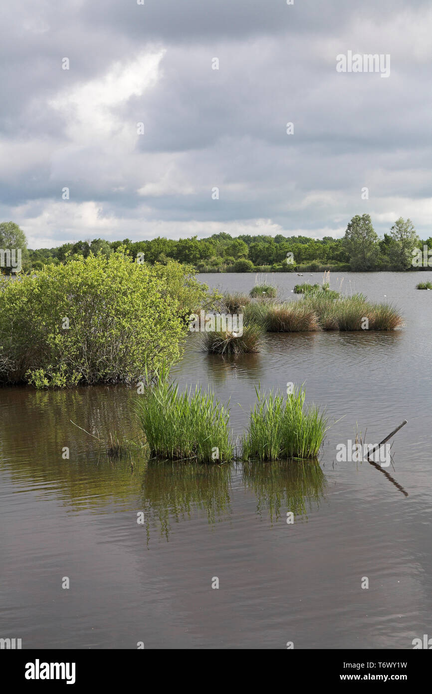 Etang Cistude Parc Naturel Regional de La Brenne Region Centre Frankreich Stockfoto