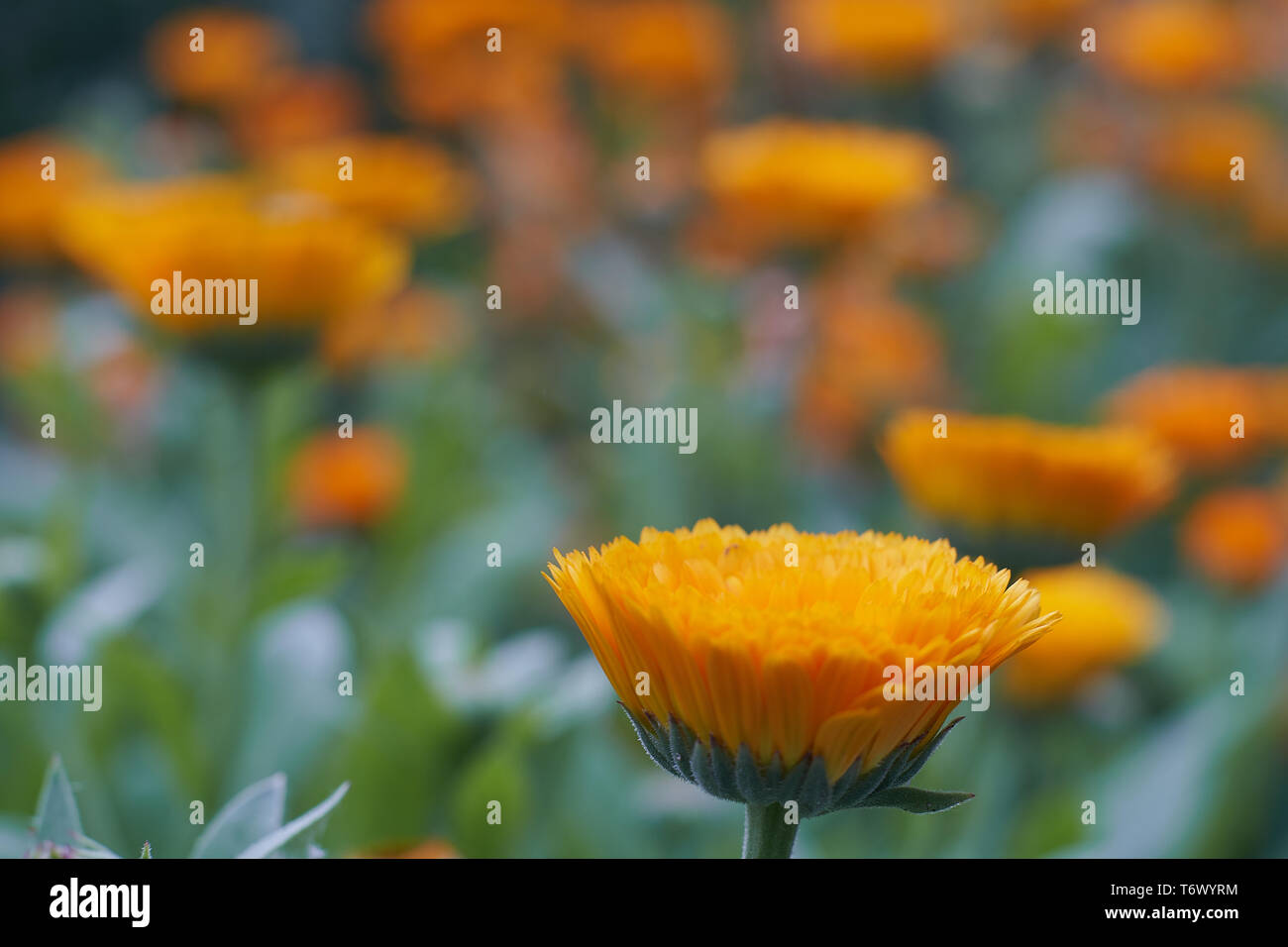 Calendula officinalis oder Pot marigold int den Garten Stockfoto