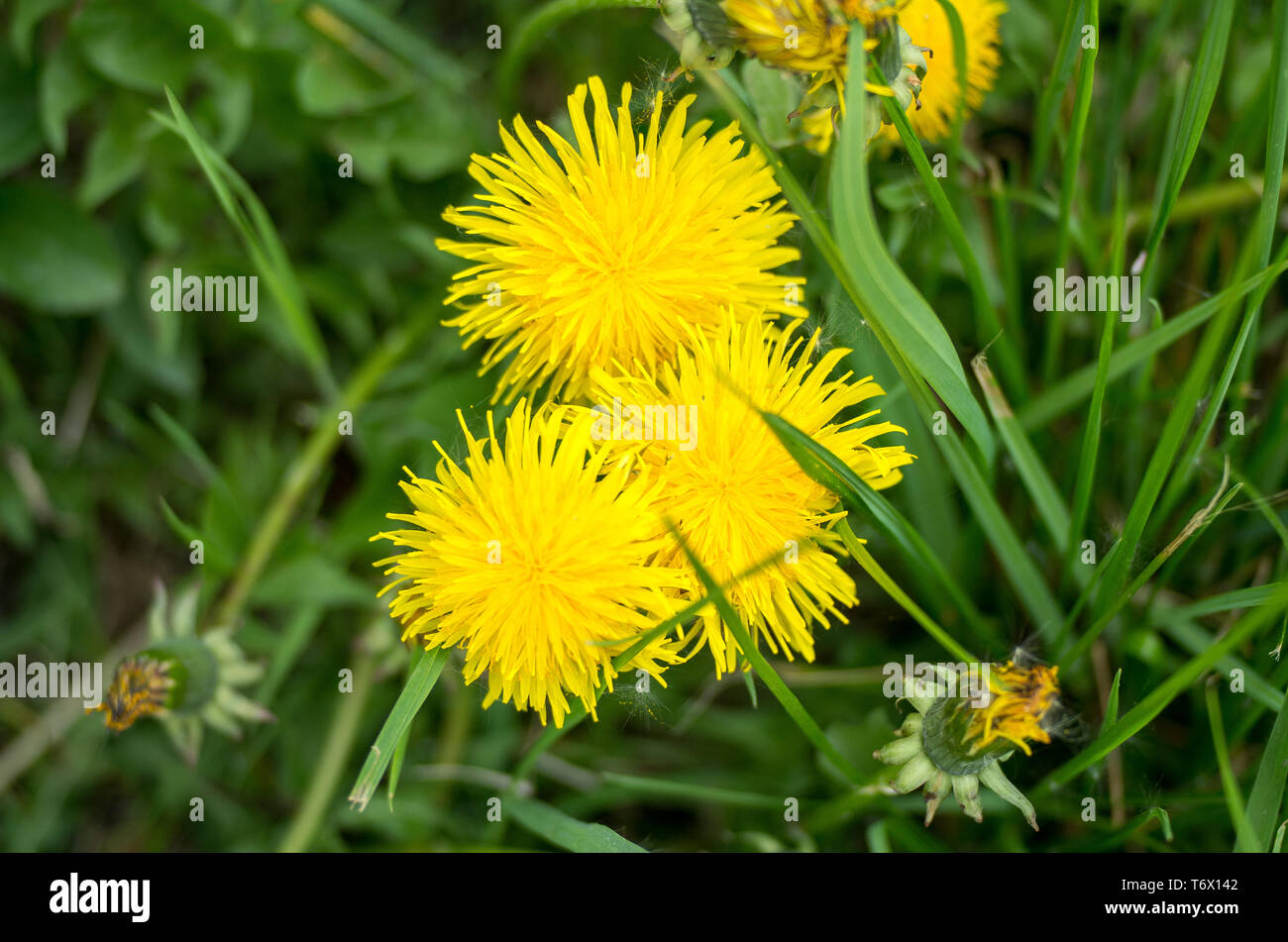 Drei gelb blühenden Löwenzahn auf der Wiese, von oben fotografiert. Stockfoto