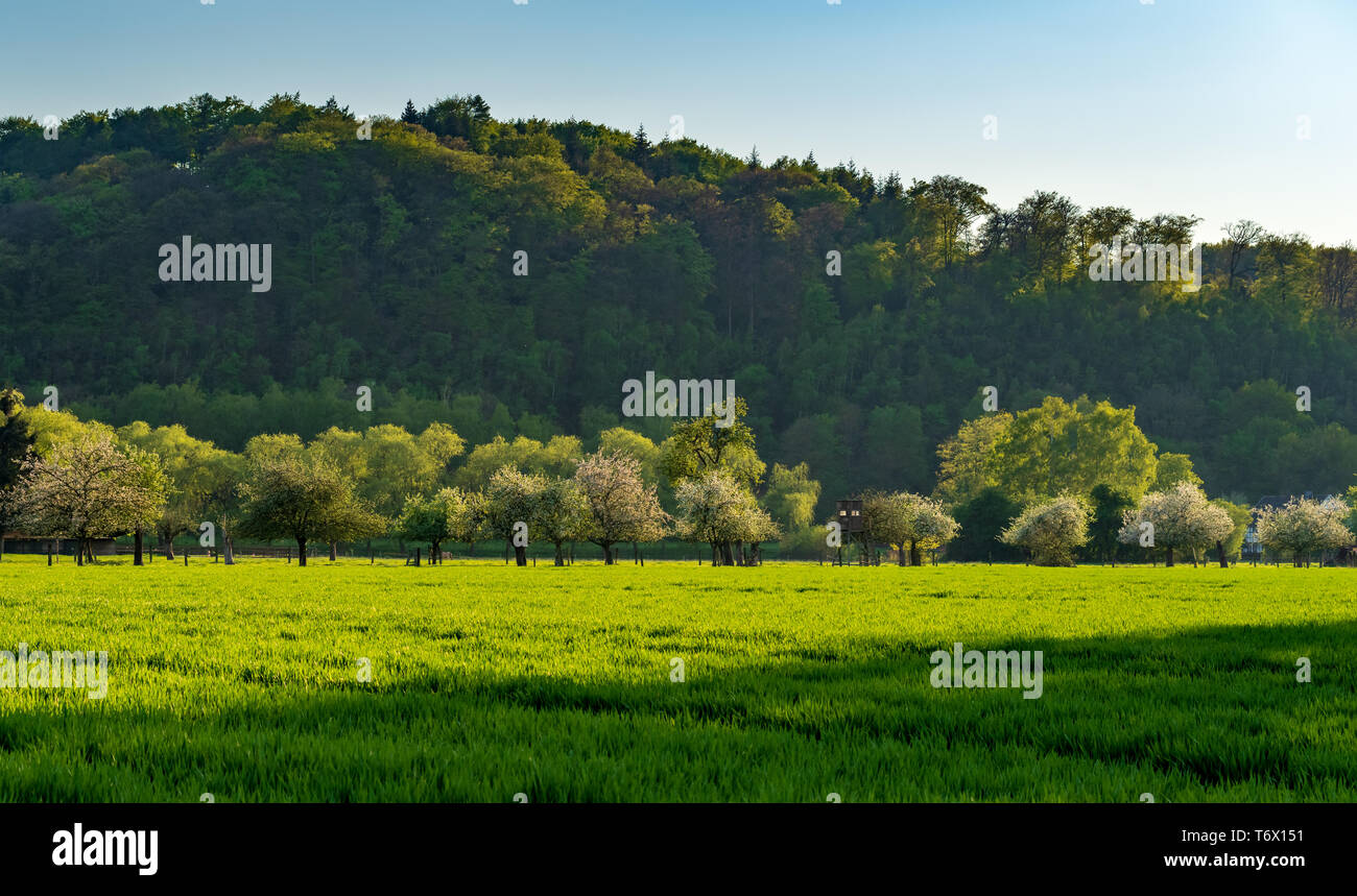 Weiß blühende Obstbäume auf der grünen Wiese im Abendlicht, Wald im Hintergrund, grüne Feld im Vordergrund. Stockfoto