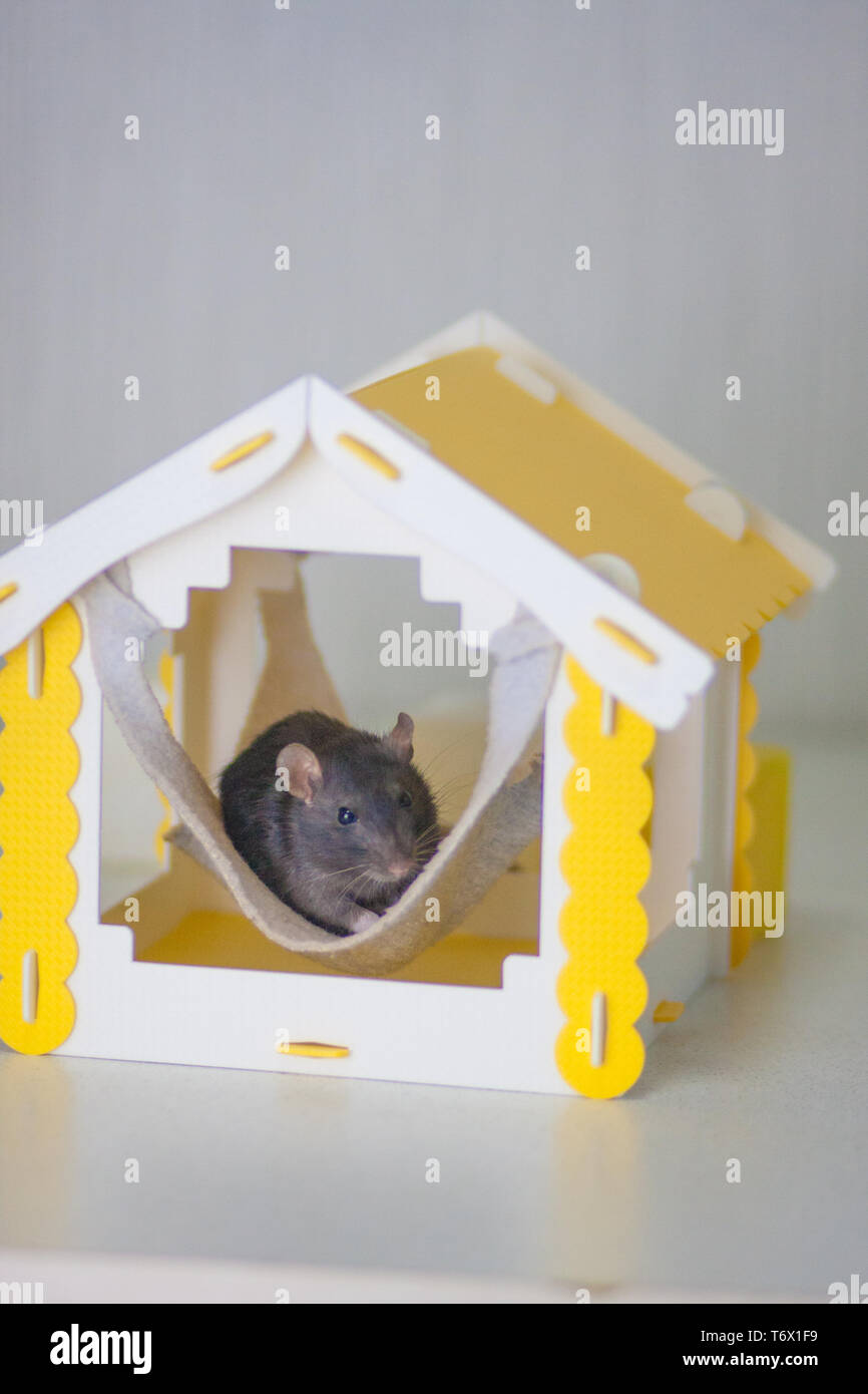 Schöne Haus. Zu Besuch kommen. Lustige Spiele. Rattenloch. Maus Loch. Graue Ratte. Graue Maus. Mouse House. Krise home. Stockfoto