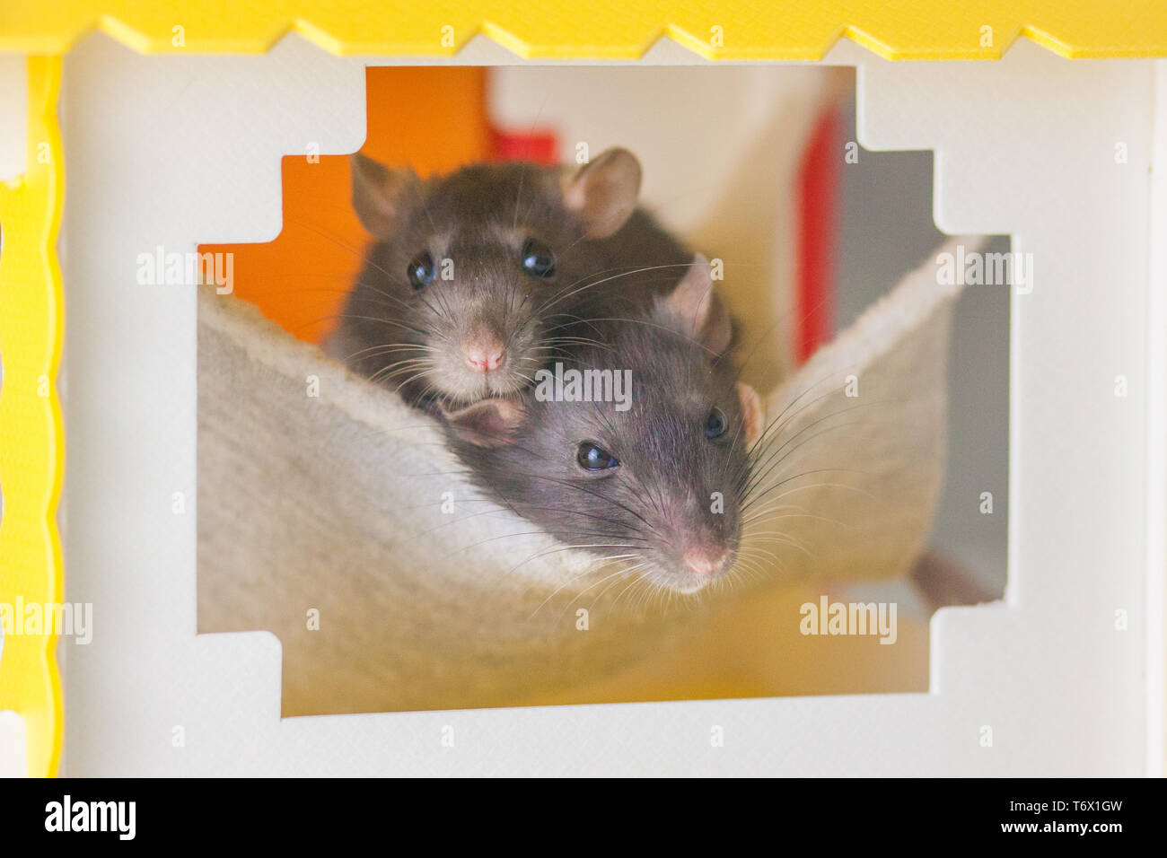 Rattenloch Stockfotos Rattenloch Bilder Alamy