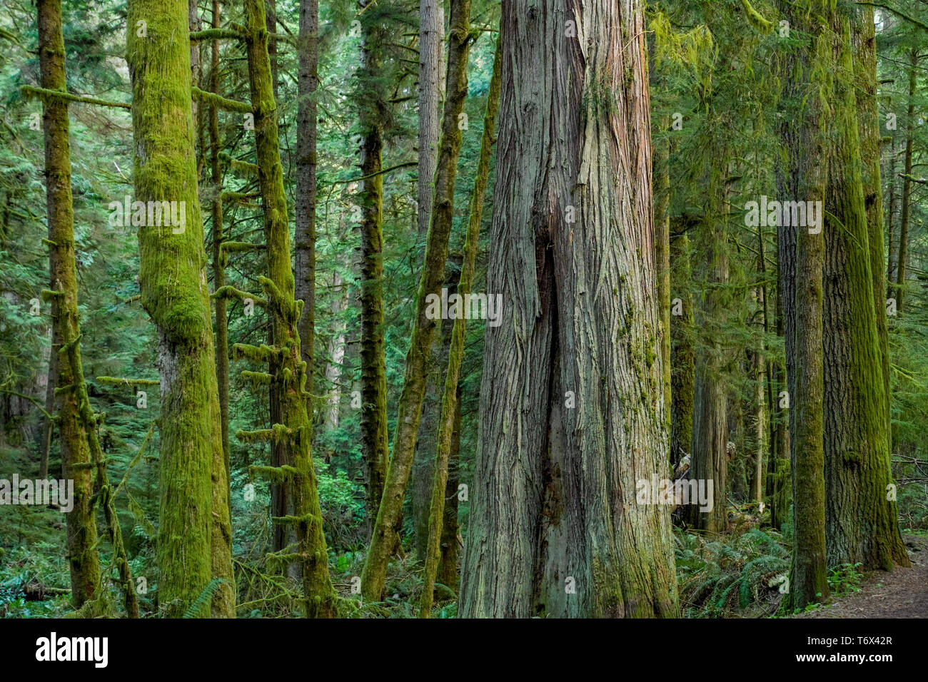 Wald, East Sooke Regional Park, Vancouver Island, British Columbia, Kanada Stockfoto