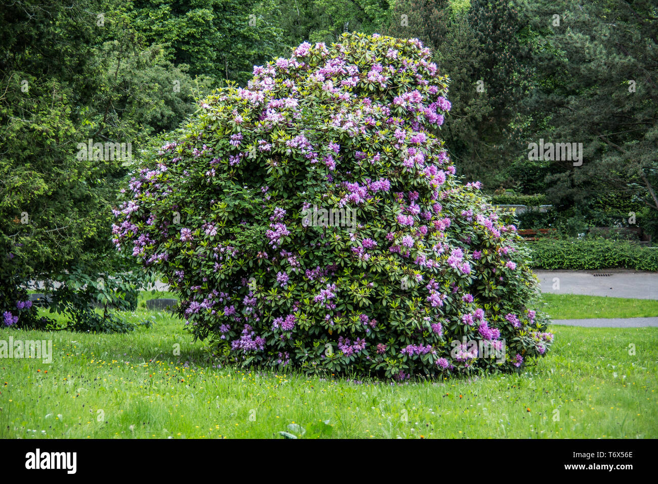 Rhododendron Bush im Park Stockfoto