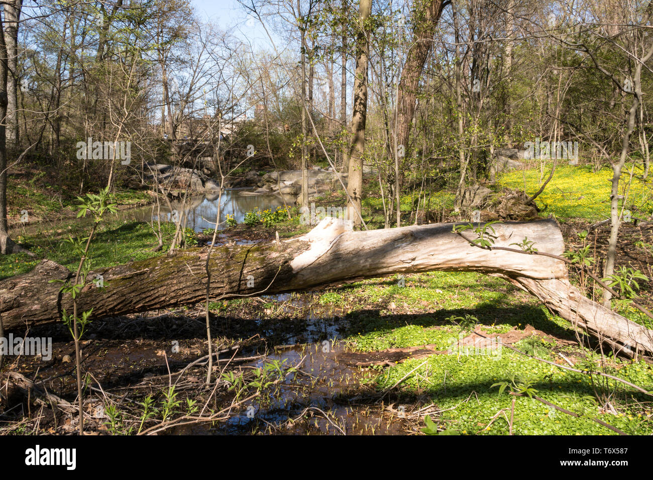 Die North Woods sind in der nordwestlichen Ecke des Central Park, NYC, USA Stockfoto
