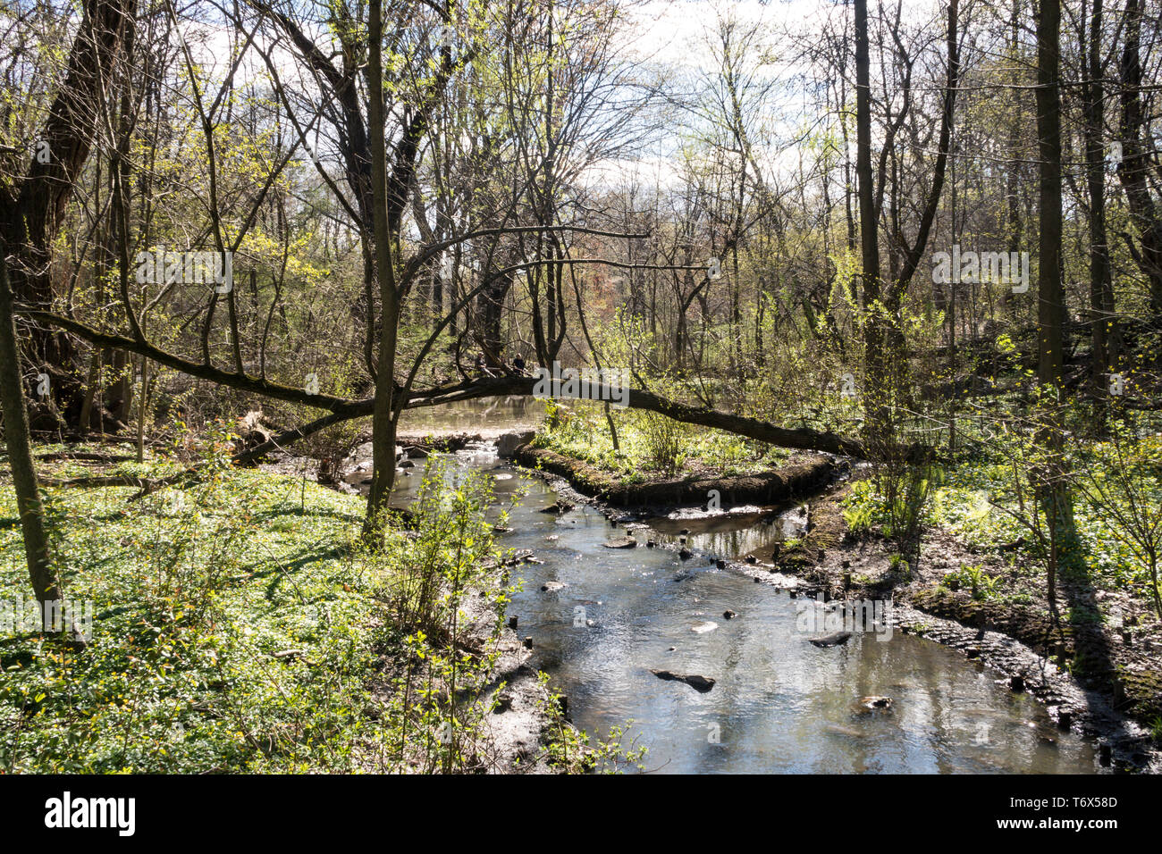 Die North Woods sind in der nordwestlichen Ecke des Central Park, NYC, USA Stockfoto