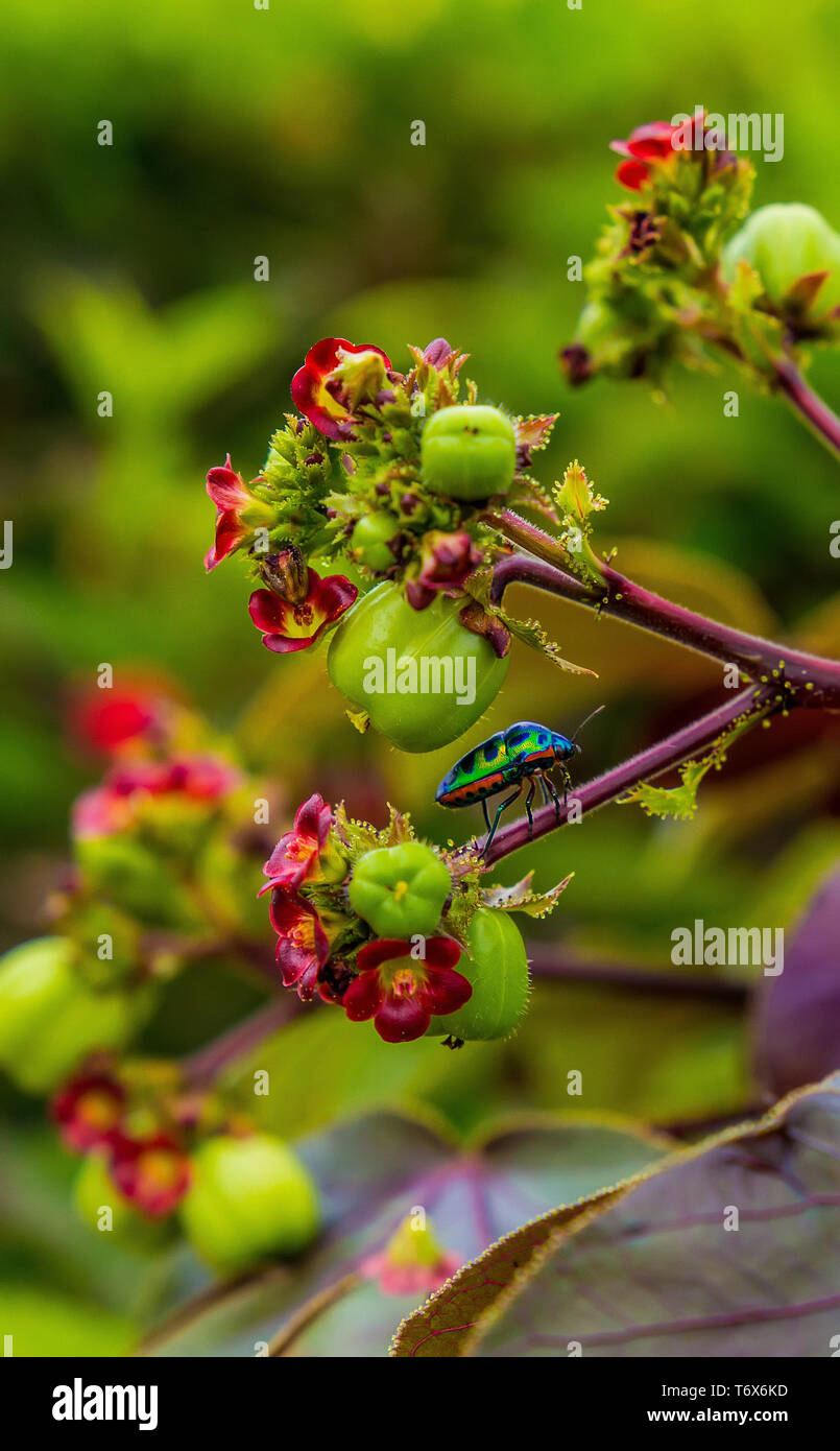 Eine kleine eine bunte helle Bug sitzt auf einem Stiel mit einer tropische Blume in der Nähe einer Knospe an einem sonnigen Tag Stockfoto