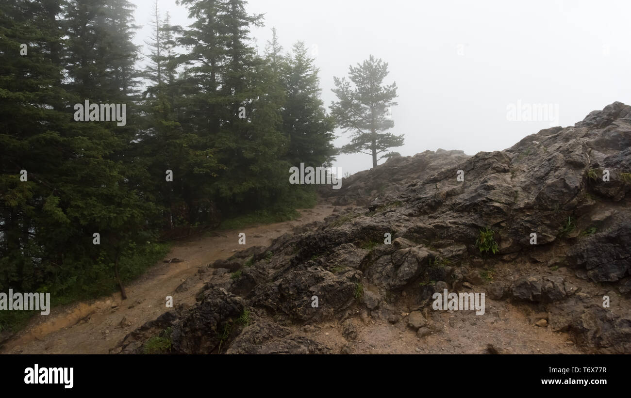 Ein einzelner Baum auf dem Felsen der Tatra Stockfoto