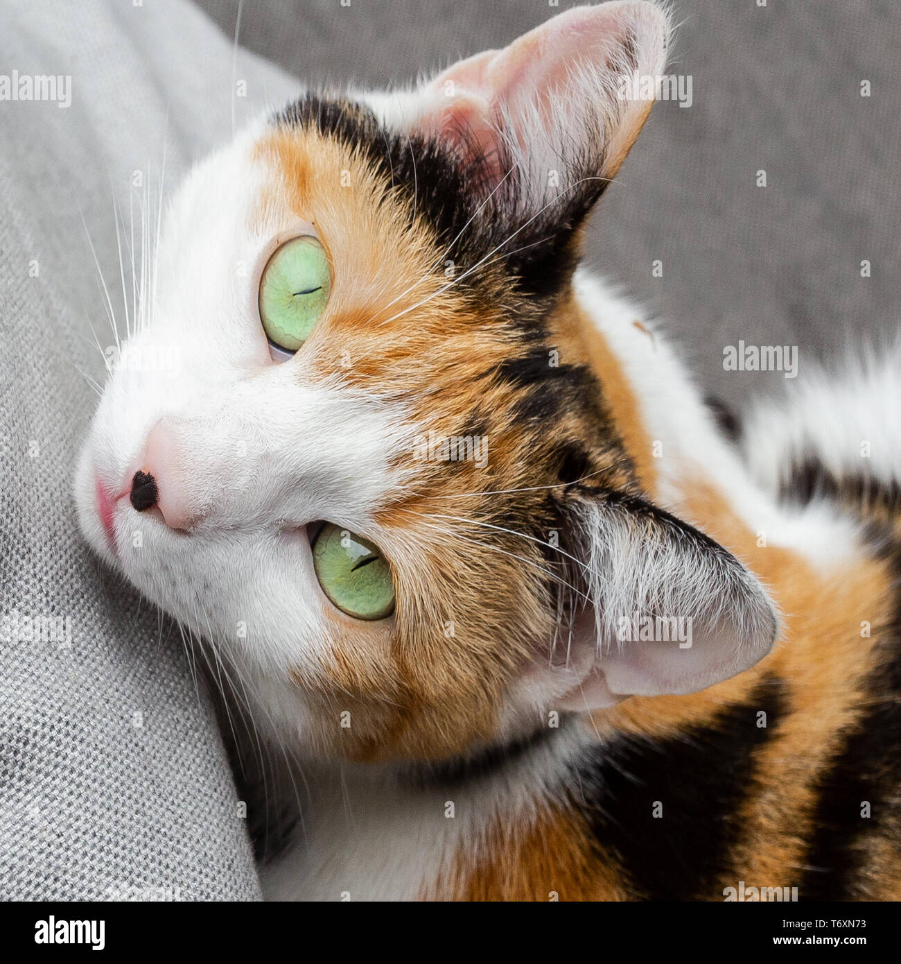 Katze auf dem Sofa wunderschöne grüne Augen, Haustiere Hochformat close-up  Stockfotografie - Alamy