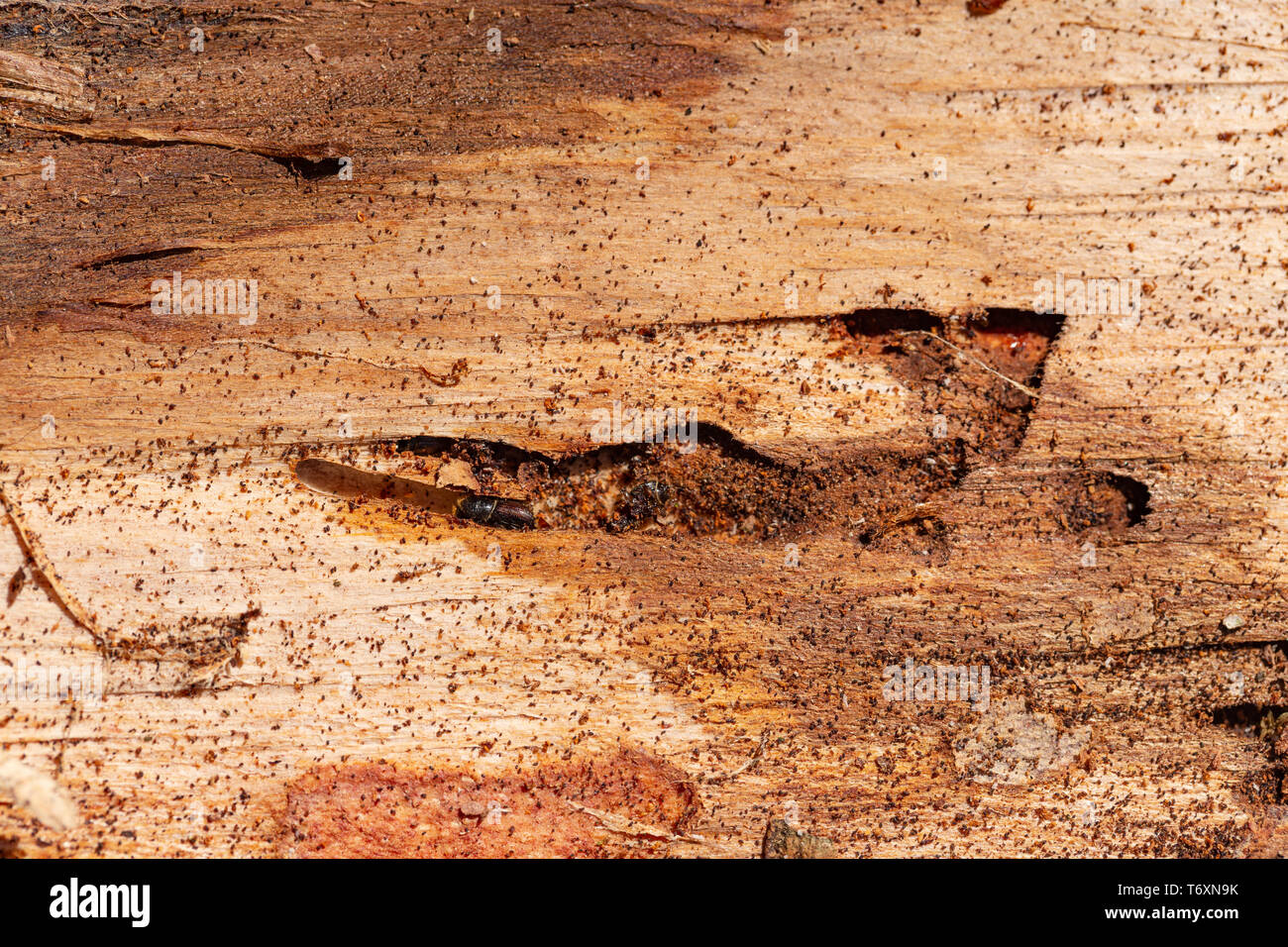 Nahaufnahme der geschädigten Rinde und Holz durch Borkenkäfer verursacht - Scolytinae Stockfoto