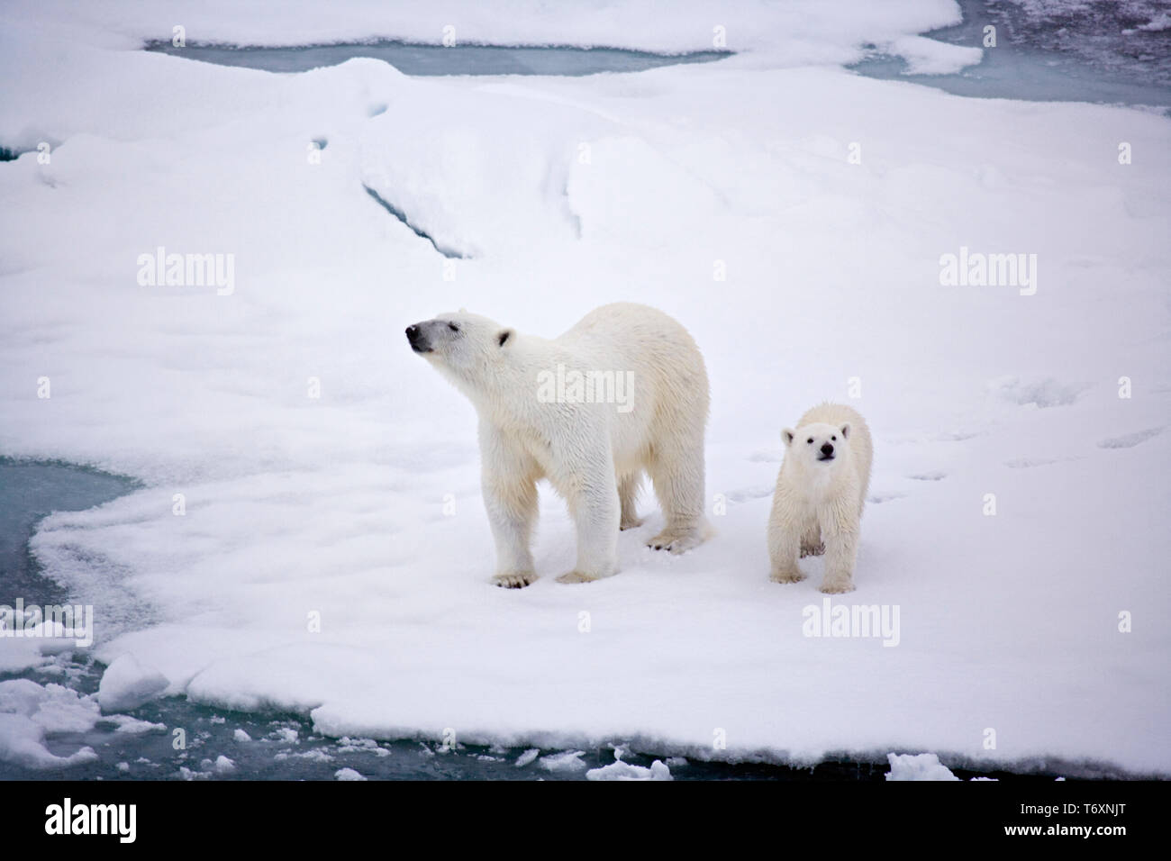 Eisbär (Ursus maritimus) Mutter und Jungtier auf Meereis in der Arktis, fotografiert während der Reise zum Nordpol. Stockfoto