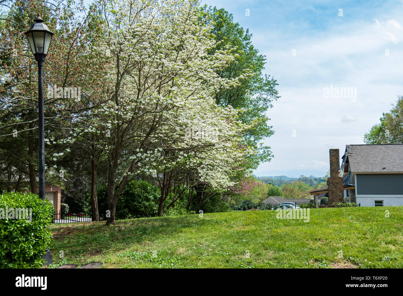 Weiß blühende Hartriegel, Cornus Florida, blühen in Tennessee, USA in einem Vorort. Stockfoto