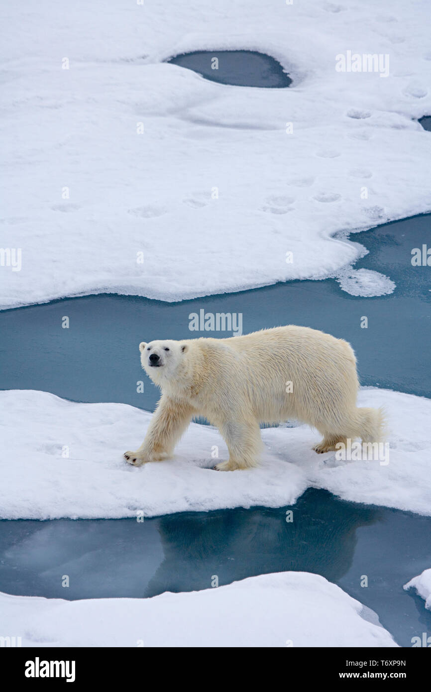 Eisbär (Ursus maritimus) auf dem Meereis in der Arktis, fotografiert während der Reise zum Nordpol an Bord der russischen Eisbrecher Yamal. Stockfoto
