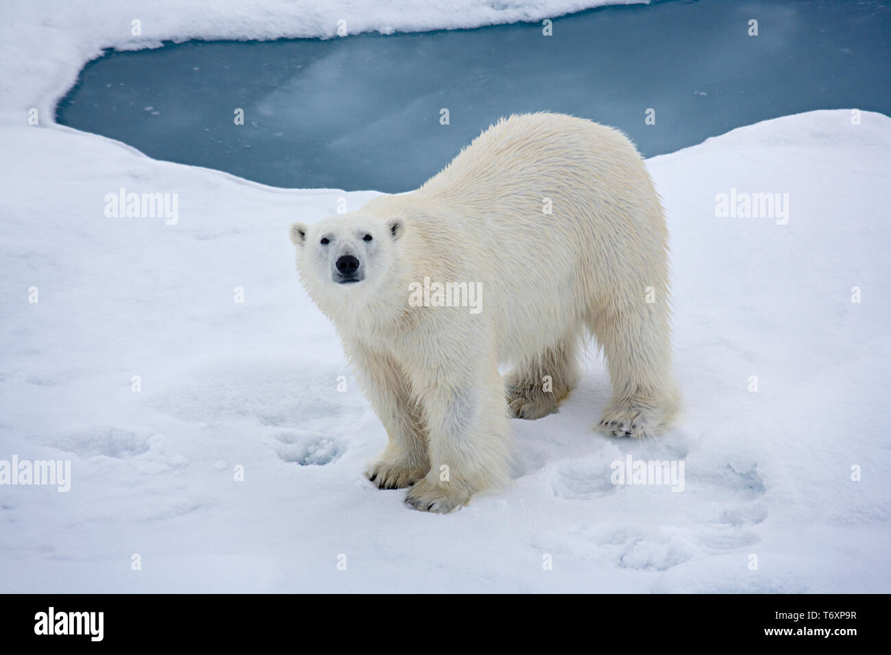 Eisbär (Ursus maritimus) auf dem Meereis in der Arktis, fotografiert während der Reise zum Nordpol an Bord der russischen Eisbrecher Yamal. Stockfoto