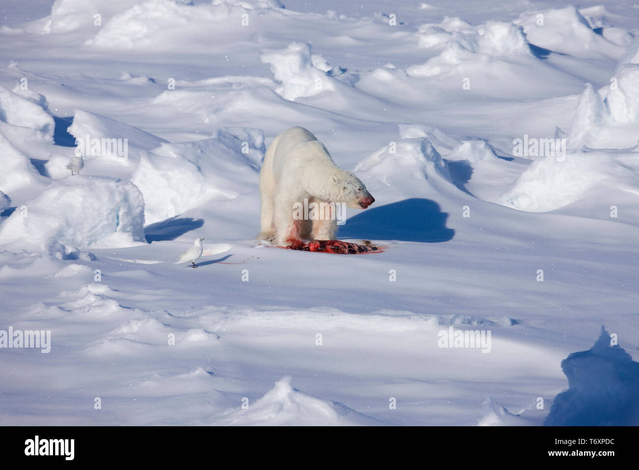 Eisbär (Ursus maritimus) auf Eis mit ringelrobbe Töten in der russischen Arktis, fotografiert während der Reise zum Nordpol. Stockfoto