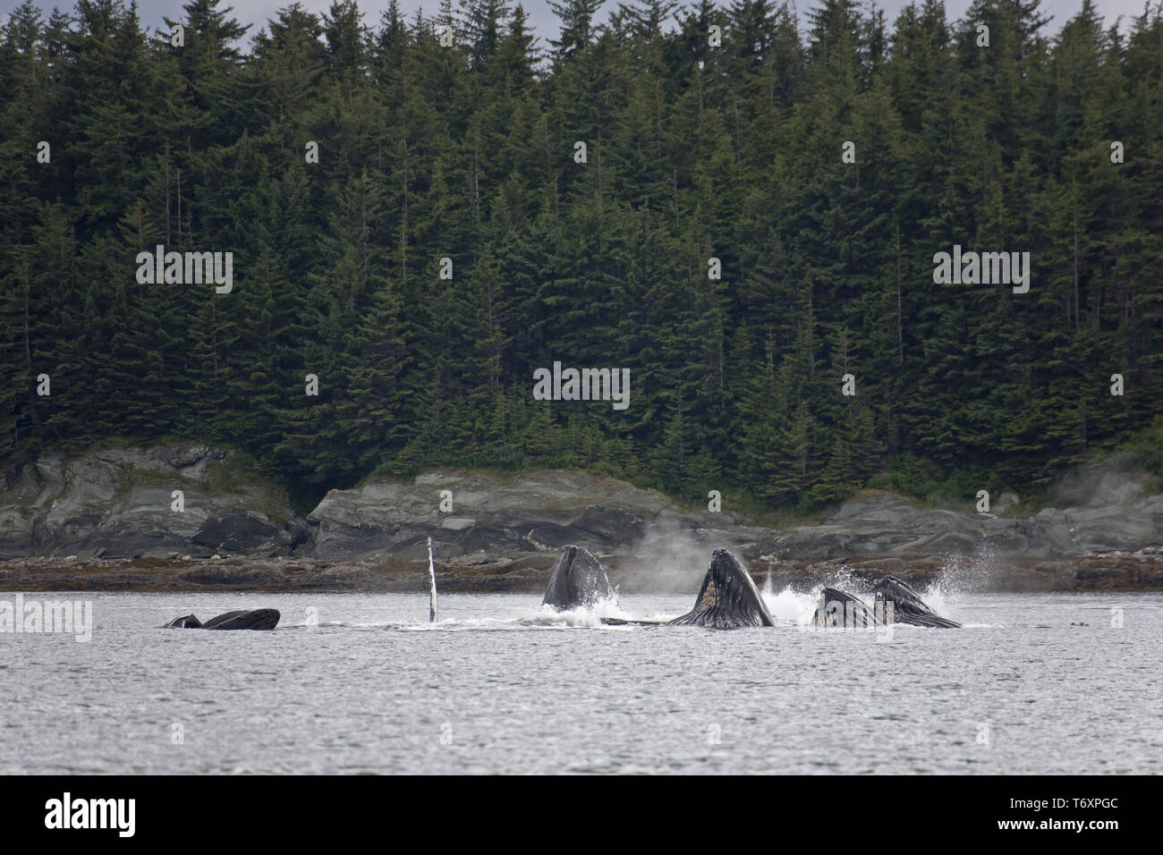 Buckelwal/Megaptera novaeangliae Stockfoto