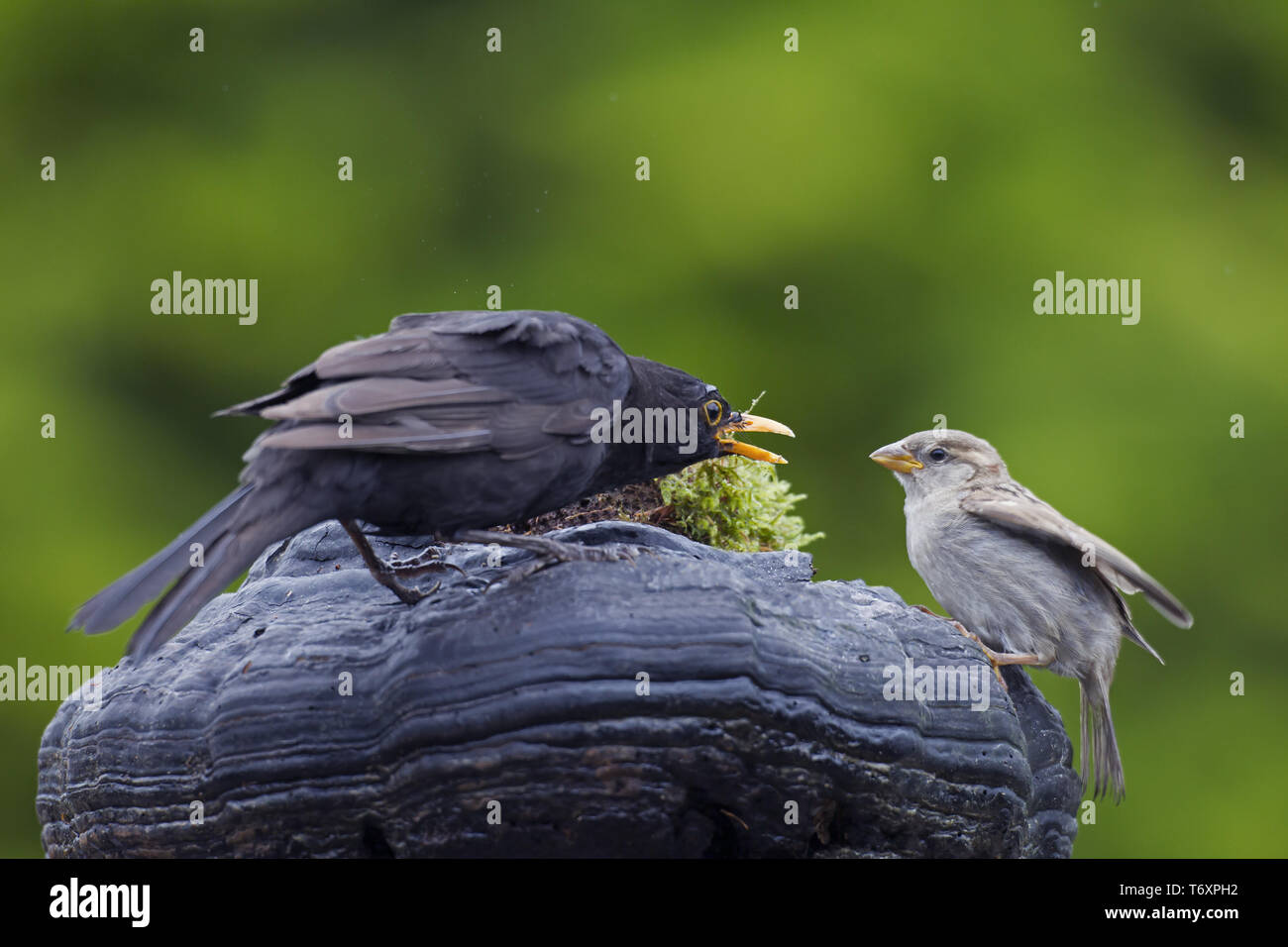 Blackbird und Haussperling/Turdus merula/Passer domesticus Stockfoto