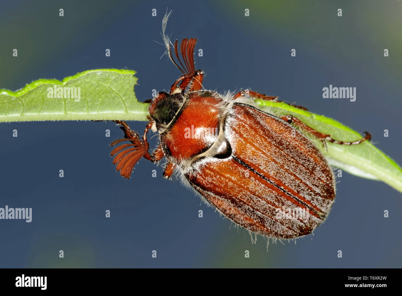 Maikäfer Melolontha melolontha Stockfoto