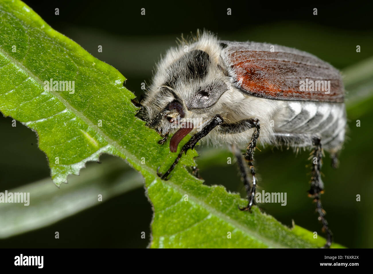 Maikäfer Melolontha melolontha Stockfoto