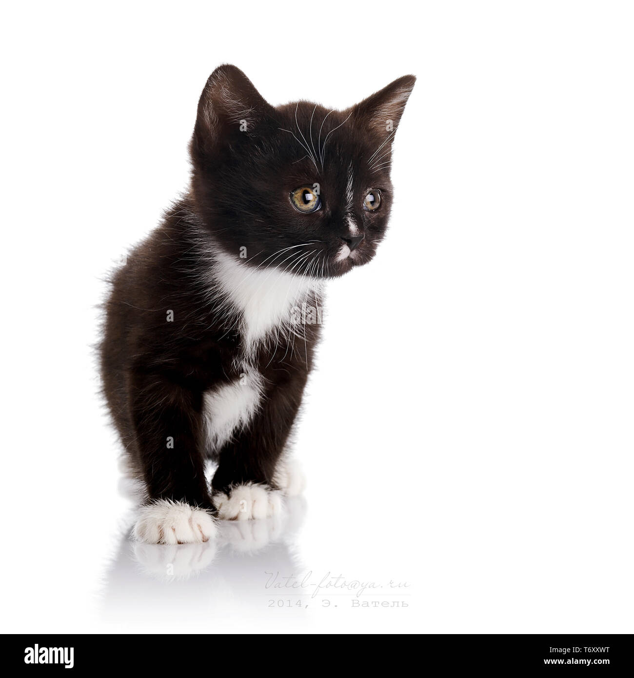 Schwarz Weisse Katze Flauschige Kleine Schwarze Katze Katzchen Auf Einem Weissen Hintergrund Kleine Rauber Schwarz Kitty Kleine Katze Stockfotografie Alamy