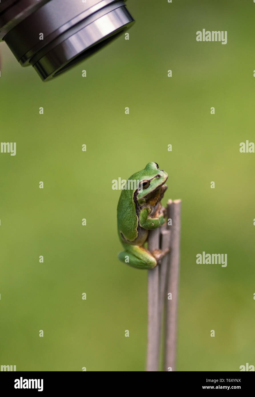 Europäischer Laubfrosch, Hyla arborea Stockfoto