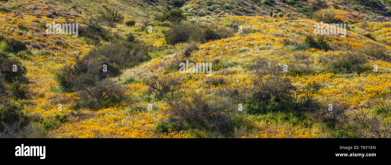 Ein Panorama von einem Hügel in die Bartlett Lake Region in der Wüste von Arizona abgedeckt in einem super Blüte des Kalifornischen Mohn. Stockfoto