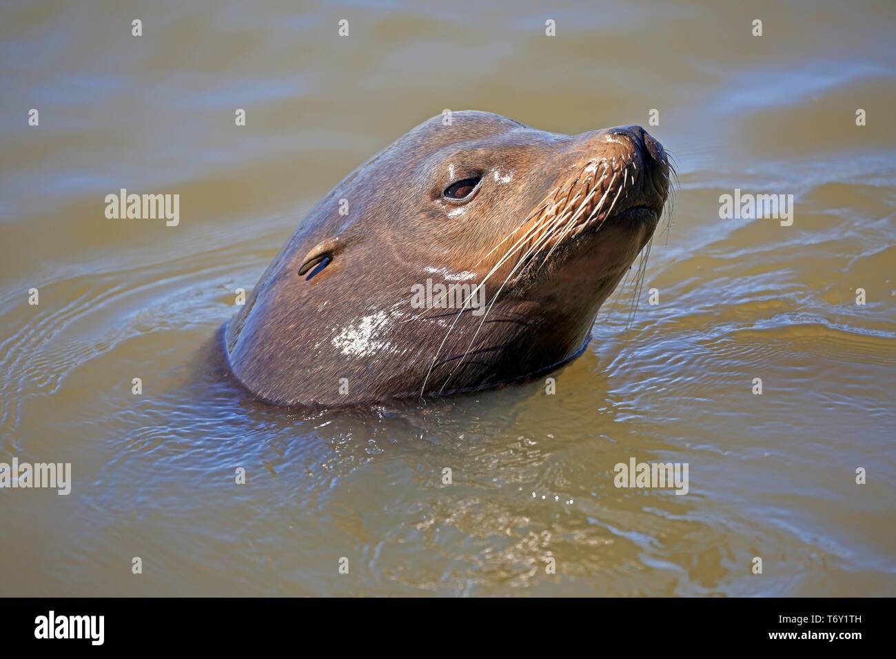 Galapagos-seelöwe (zalophus californianus), Erwachsener, Tier portrait in Wasser, Floating, Elkhorn Slough, Monterey, Kalifornien, North America, USA Stockfoto