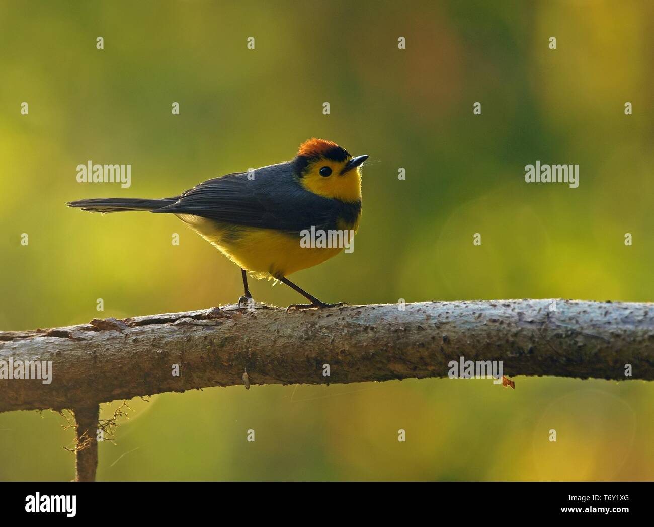 Collared whitestart (Myioborus torquatus) steht auf Zweig, Costa Rica Stockfoto