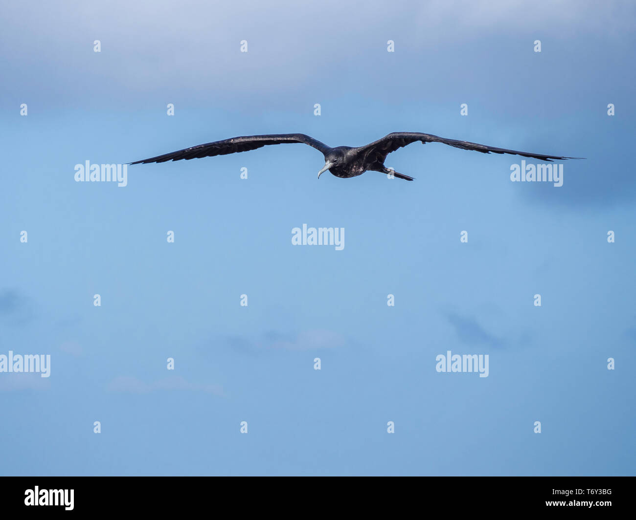 Herrliche weibliche Frigate Höhenflüge durch den blauen Himmel in der Nähe der Galapagos-inseln, Ecuador Stockfoto