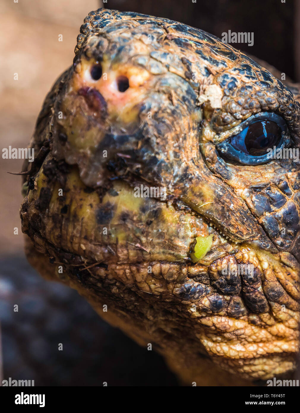 In der Nähe von einem schönen Riesenschildkröte in das Hochland der Insel Santa Cruz, Galapagos-Inseln, Ecuador Stockfoto