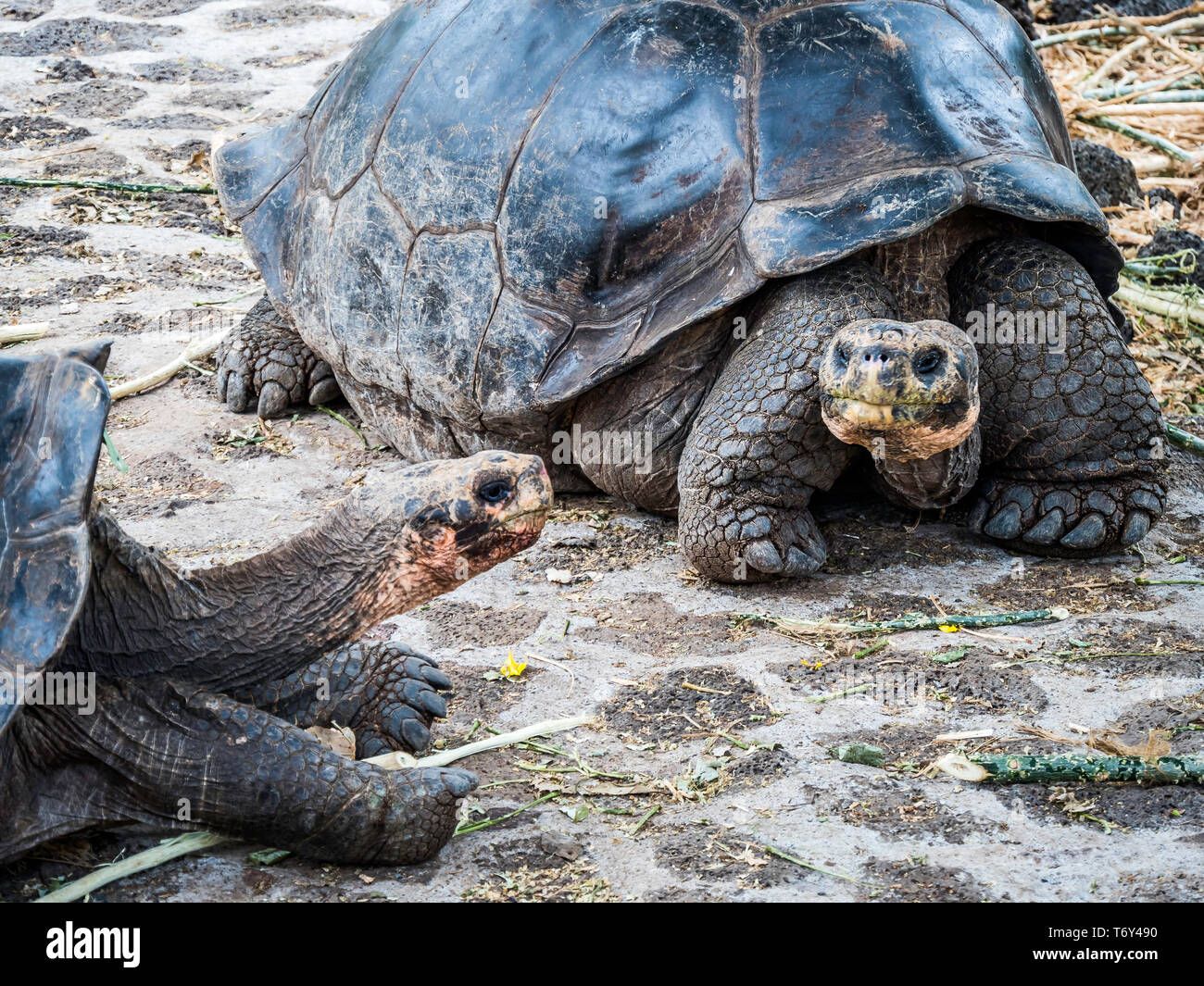 In der Nähe von einem schönen Riesenschildkröte in das Hochland der Insel Santa Cruz, Galapagos-Inseln, Ecuador Stockfoto