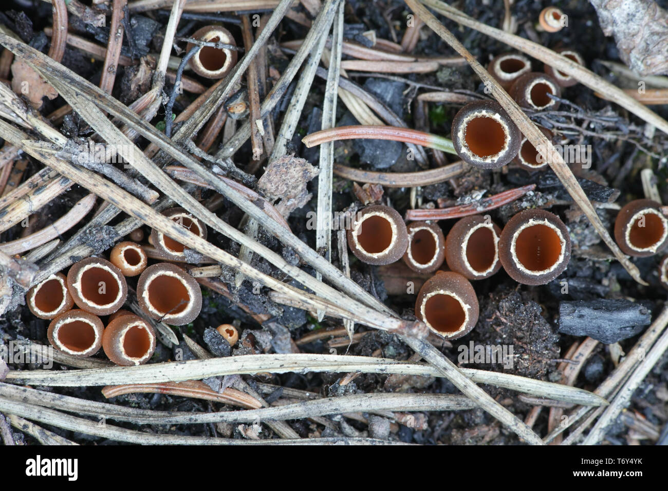 Geopyxis carbonaria, wie die Holzkohle liebevolle elf-Cup, Zwerg acorn Cup bekannt, Gestielten bonfire Schale oder pixie Schale Stockfoto